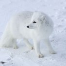 Arctic Fox on the tundra